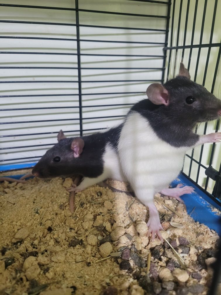 Szczur samce i samice