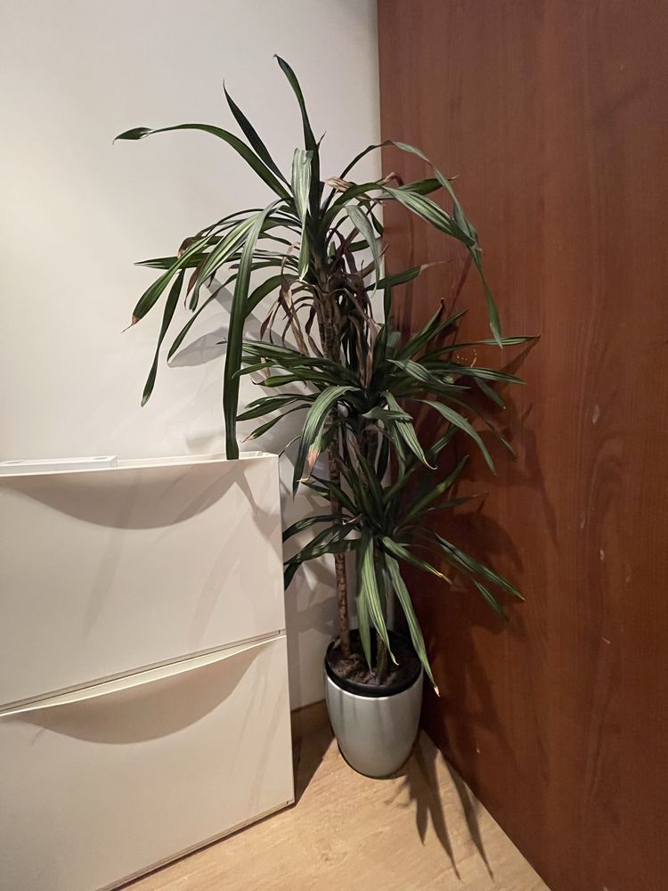 Planta + 3 vasos