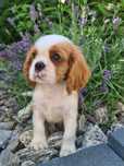 Cavalier King Charles Spaniel piesek z rodowodem