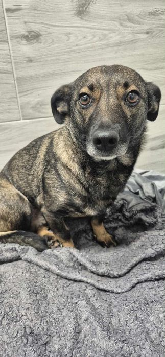 Nakolankowa sunia szuka troskliwego opiekuna