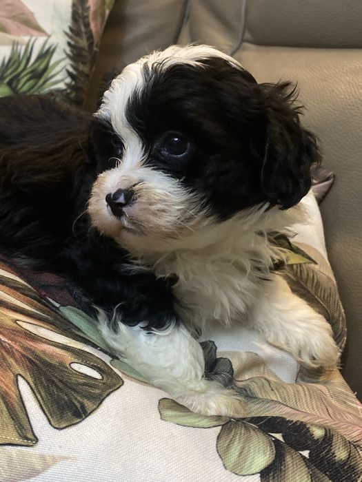 Hawańczyk sliczny piesek