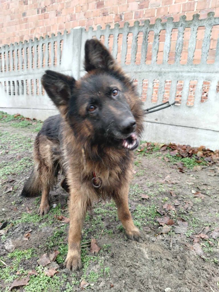 Suczka owczarka Xena do adopcji