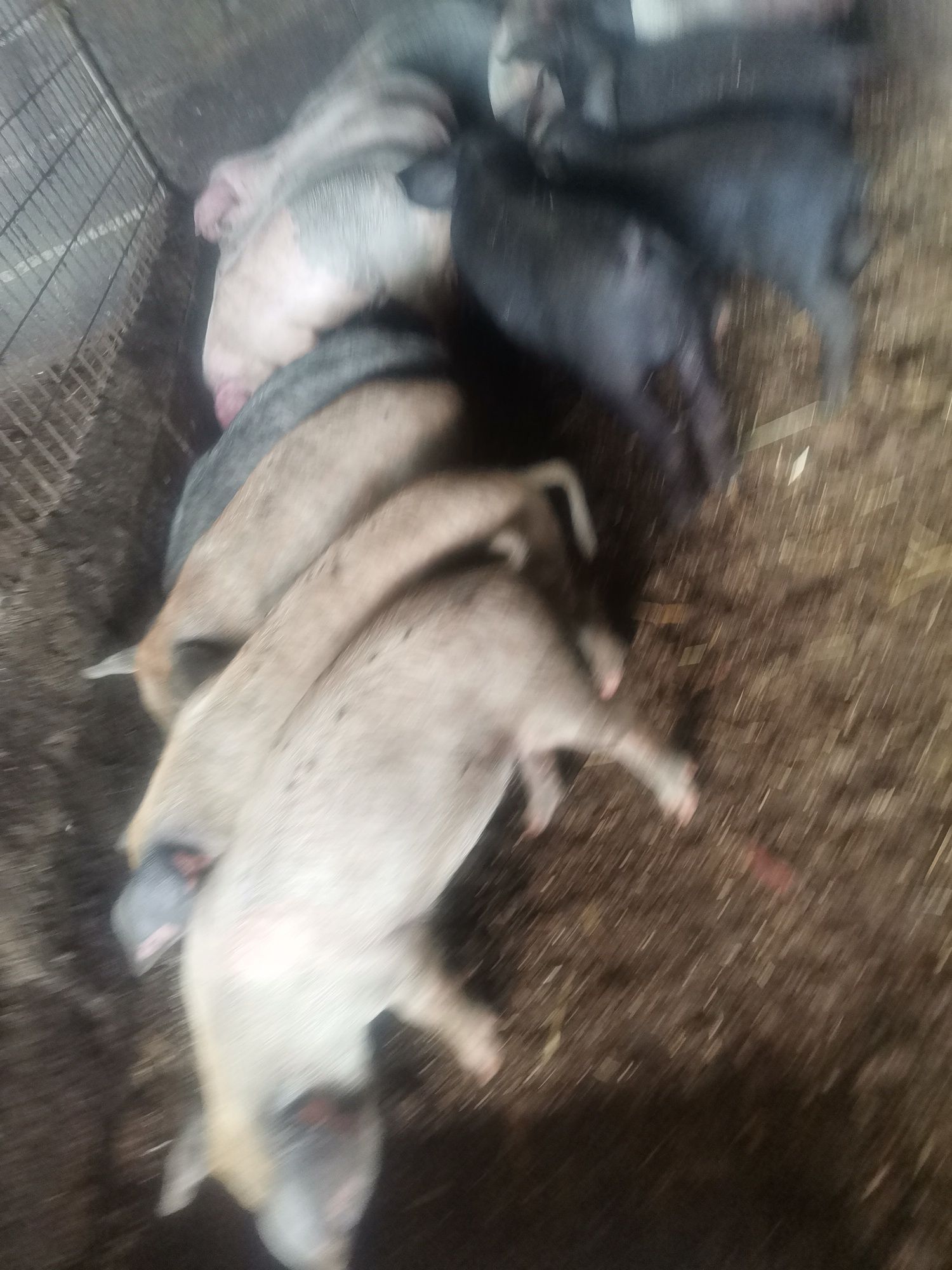 Leitões mangalitsa "porco ovelha"x bísaro e bísaro  puros