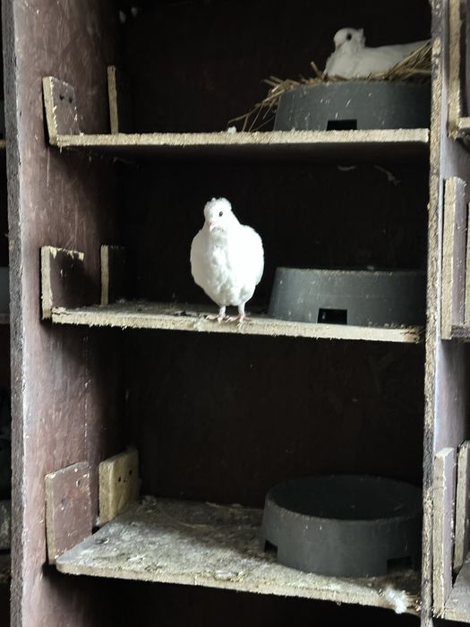 Gołebie dryjery czarny ogon 2025