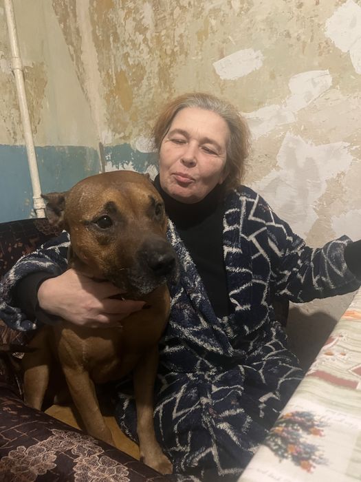 Чистий пит буль чисто кровнивний