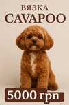 Вязка Кавапу (Cavapoo) – шикарный кобель для вашей любимицы