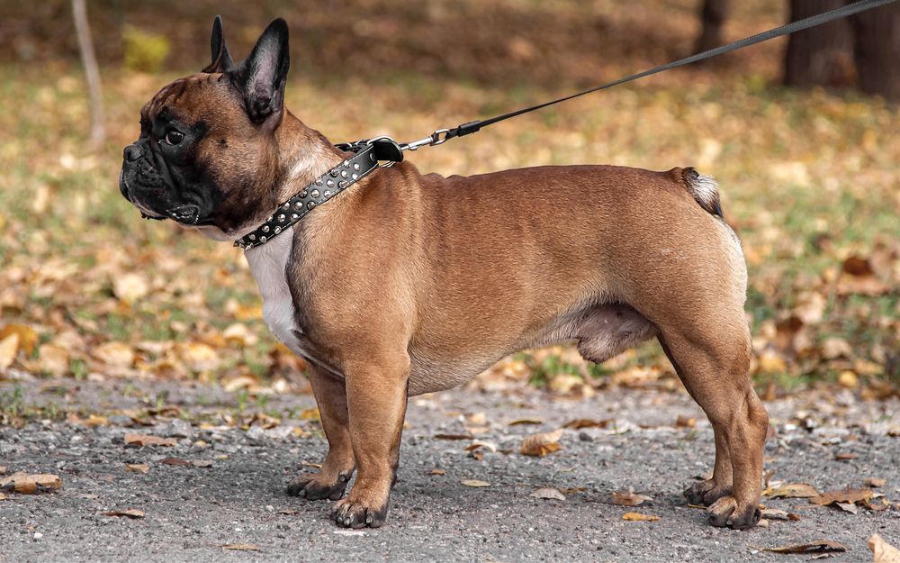 Вязка Французский бульдог