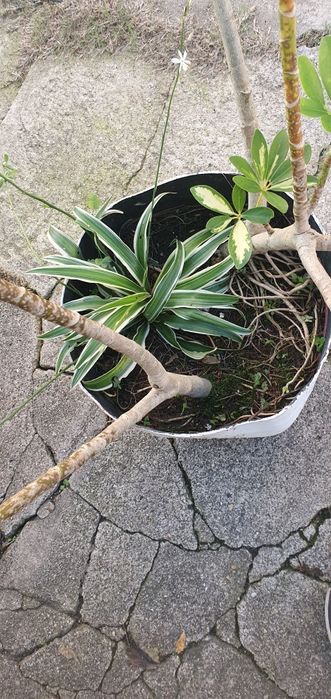 Arbusto 2 pés 1 aranha