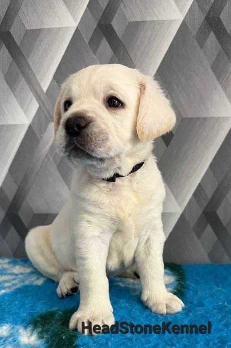 Лабрадор ретривер Клубные щенки