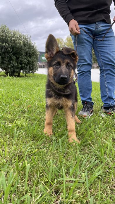 Pastor Alemão Macho