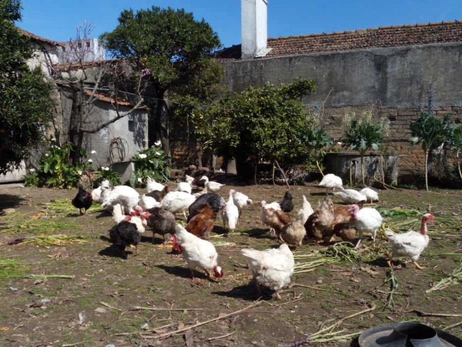 Ovos Caseiros do Campo (Dúzia 3,00€)