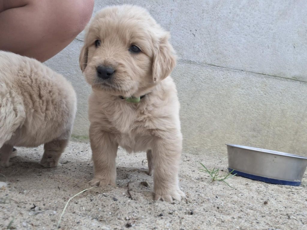 Piesek Golden Retriever