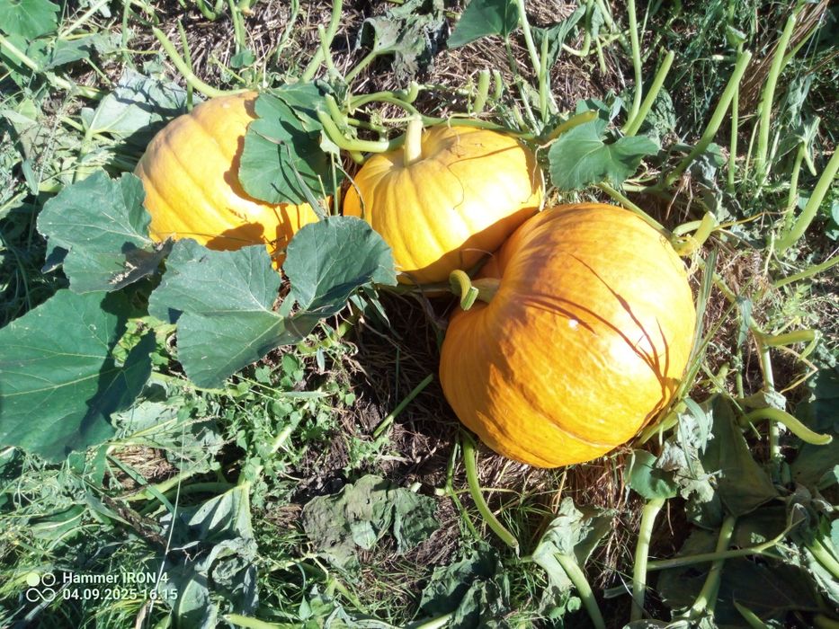 Dynie jadalne ekologiczne