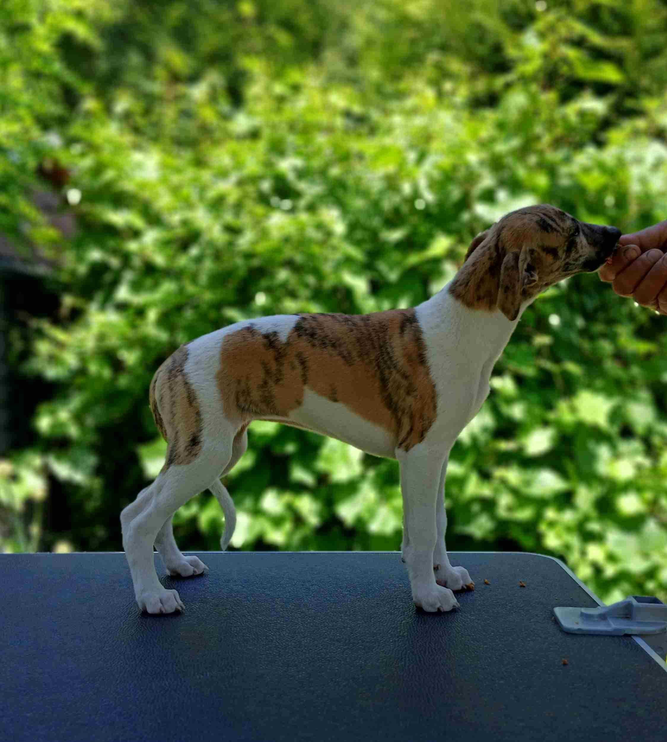 Szczenię suczka Whippet ZKwP / FCI