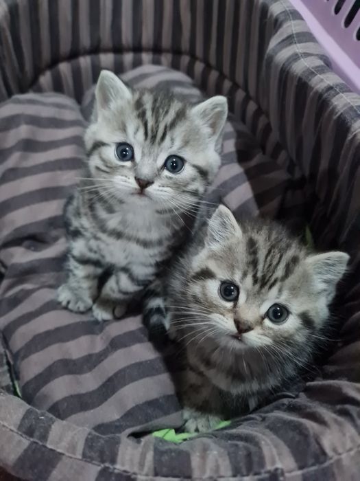 Шотландські шиншилові кошенята