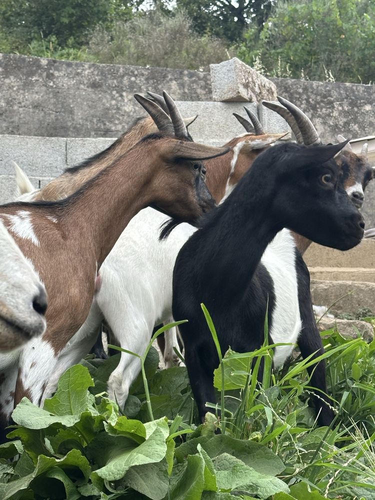 Cabras anas femeas - cheias