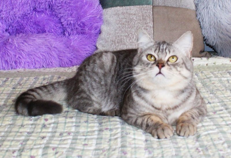 Красень британець