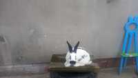 Продам кроликів НПВ