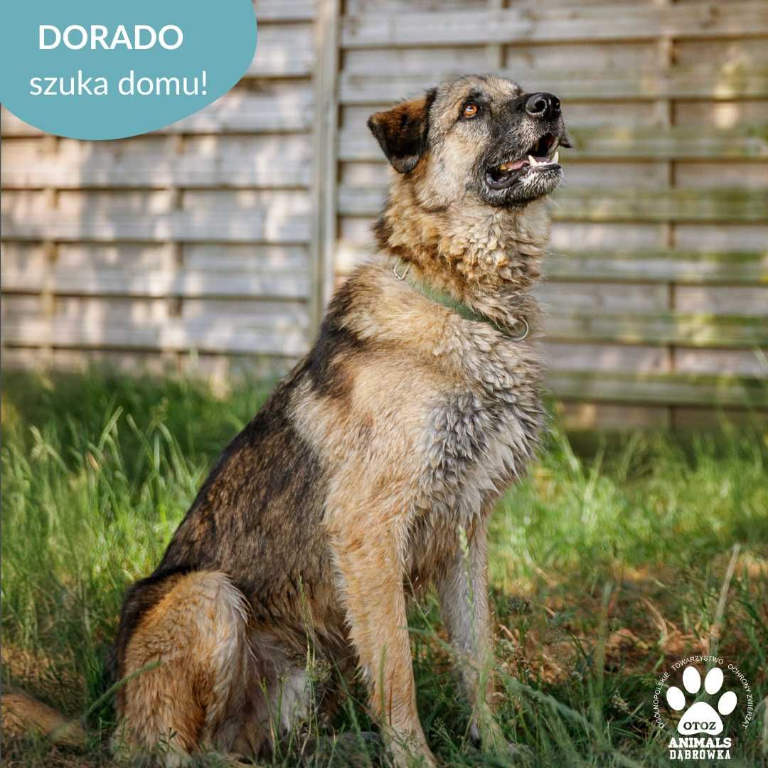 Dorado szuka aktywnej rodziny!