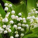 Konwalia majowa DONICZKA biała dobrze ukorzeniona (Convallaria)