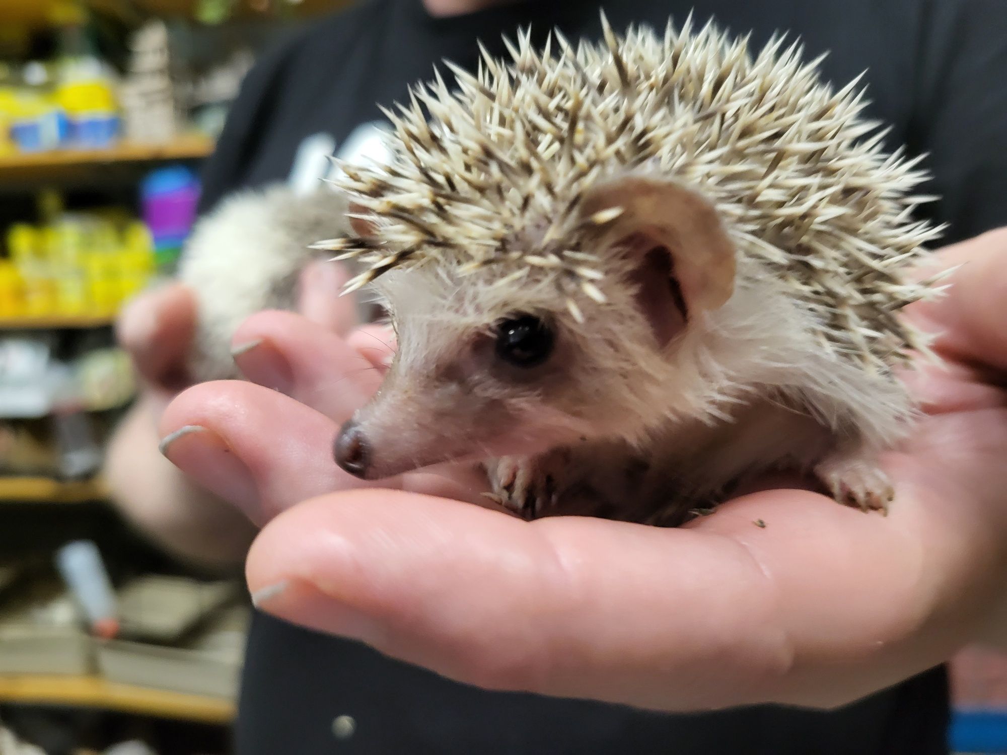 Jeż Pigmejski Afrykański Samica - Sklep Zoologiczny