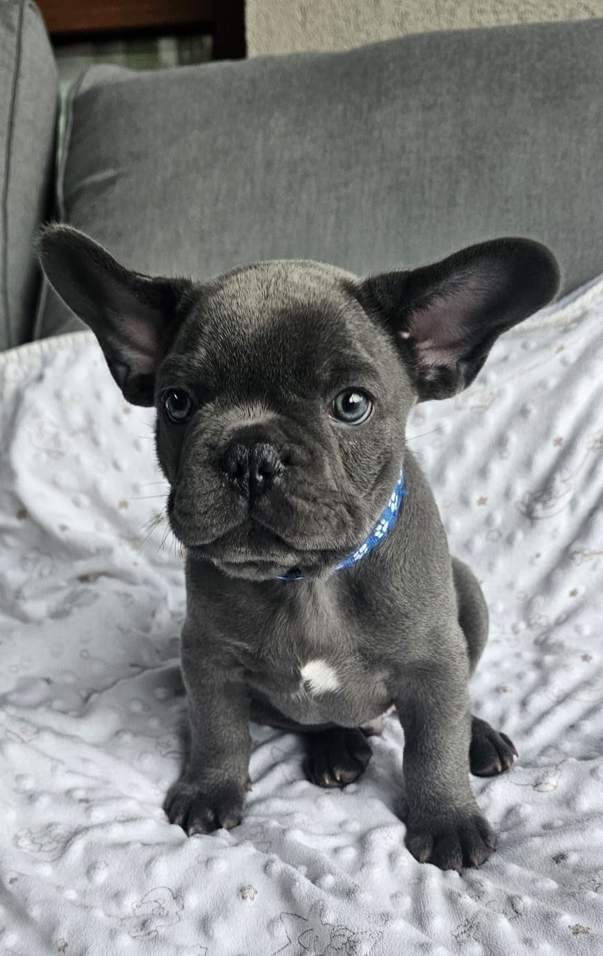 Buldog Francuski Blue z genem lilac samiec GOTOWY DO ODBIORU