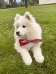 Piękny piesek Samojed/Samoyed GOTOWY DO ODBIORU