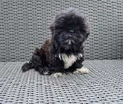 Shih tzu  piesek czarny