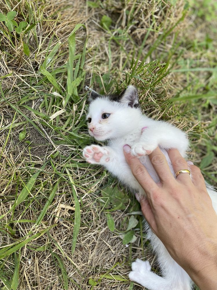 Pokochaj Pralinkę - kotka do adopcji.