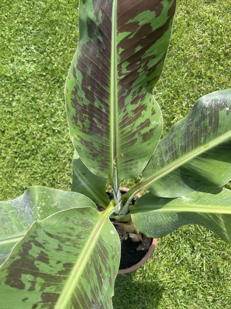 Bananowiec musa acuminata dwarf cavendish 60cm