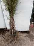 Amendoeiras enxertadas em GF 677