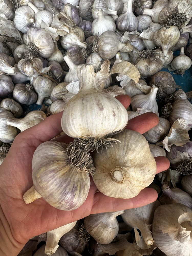 Продамо часник зимній