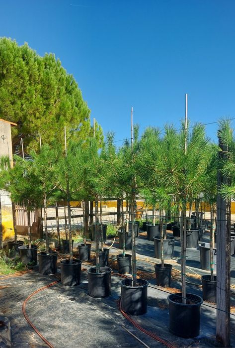 Pinheiros mansos 1 70/1.90