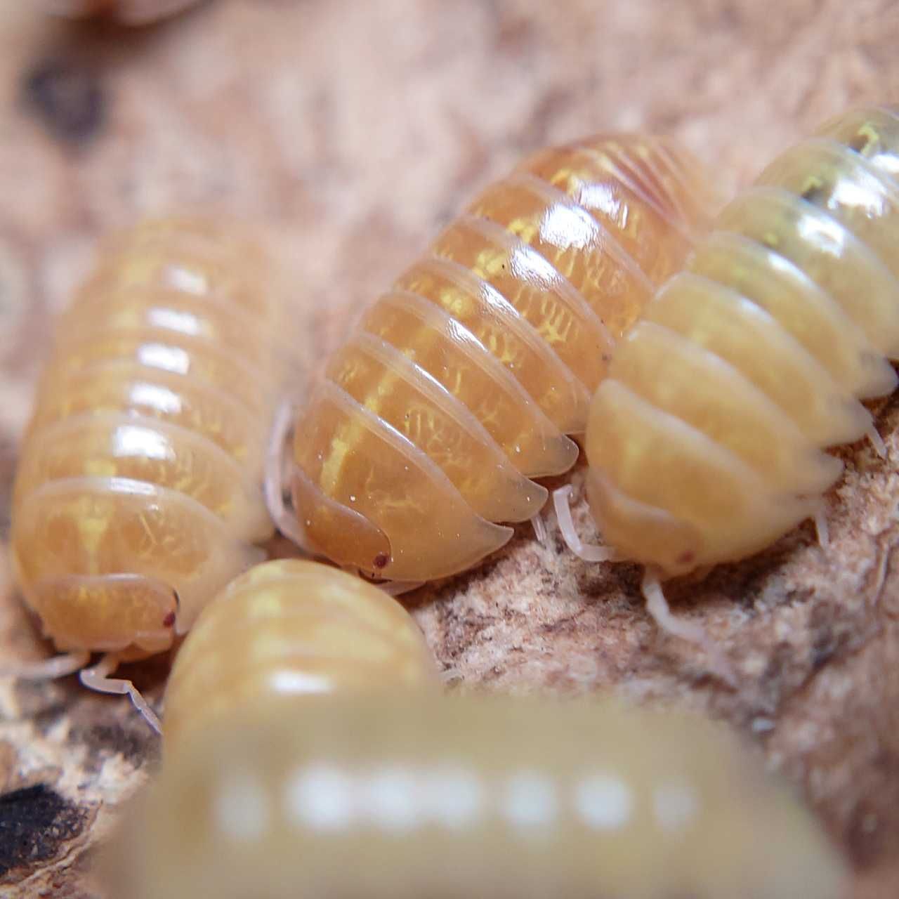Armadillidium vulgare albino t+, isopody, kulanki, 10 szt.