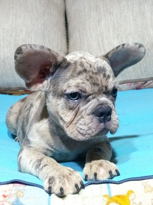 Маленькие французы.