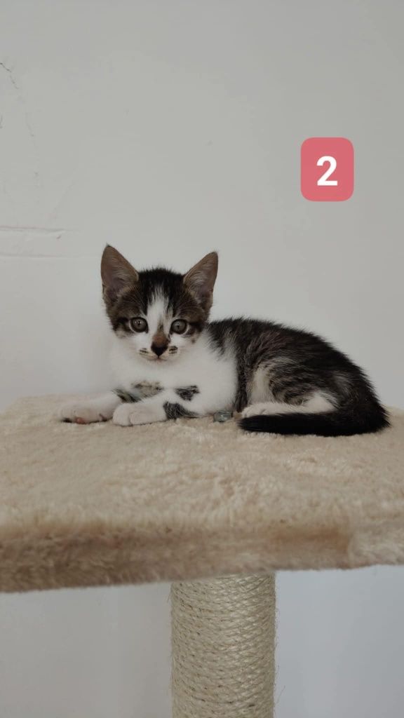 Trzech uratowanych kociaków szuka domków - do pilnej adopcji