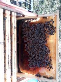 rodziny pszczele (ramka wielkopolska i Langstrota)