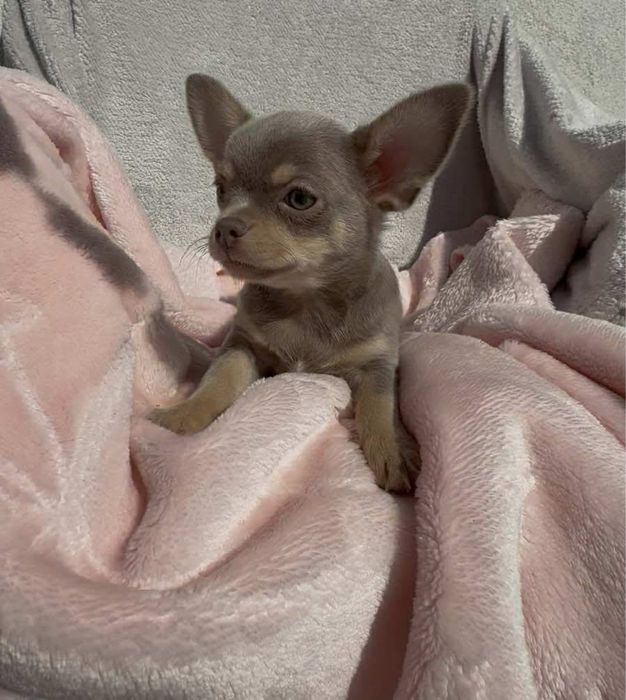 Chihuahua piesek lilac tan