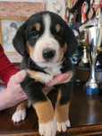 Entlebucher Sennenchund FCI