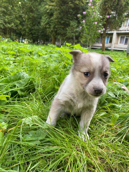 15 СОБАЧОК шукають дім!!! Собачка. Песик. Песики БЕЗКОШТОВНО.