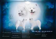 Samoyed FCI ZKwP szczenię lato 2025 szczeniak szczeniaczek