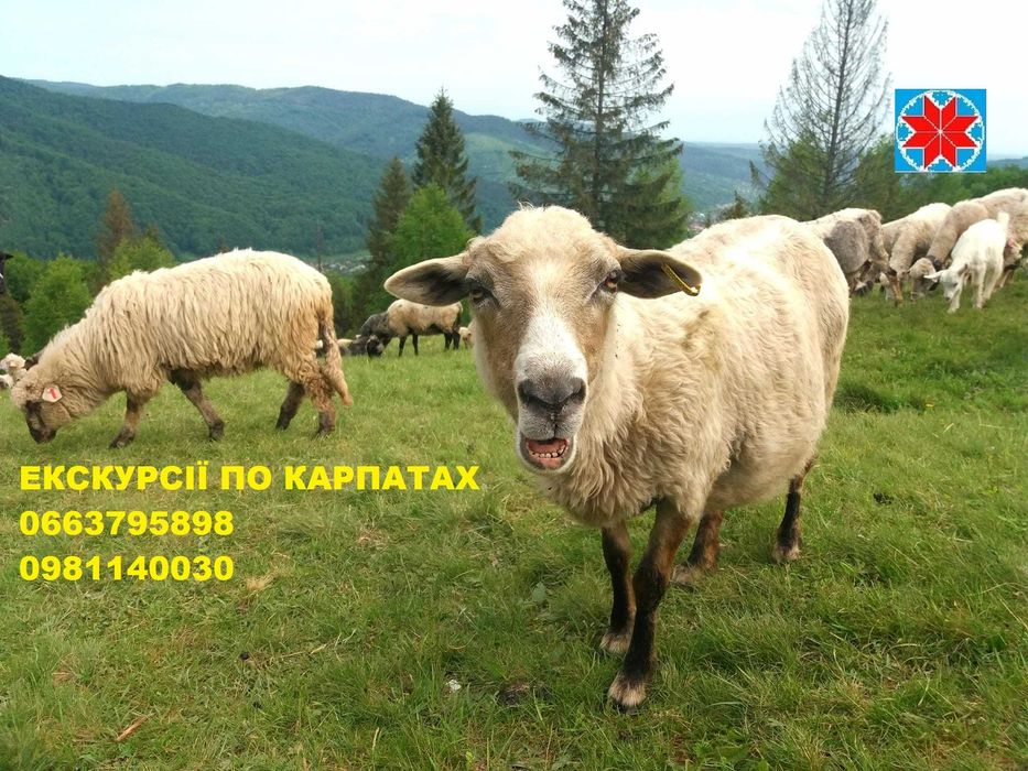 Похід на гору Хомяк, Гід на Хом'як, Провідник на Хомяк, Гора Хомяк Тур