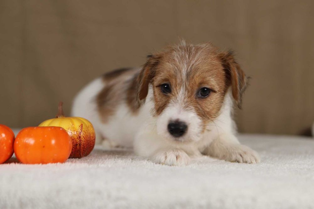 piesek Jack Russell terrier ZKWP/FCI szorstkowłosy