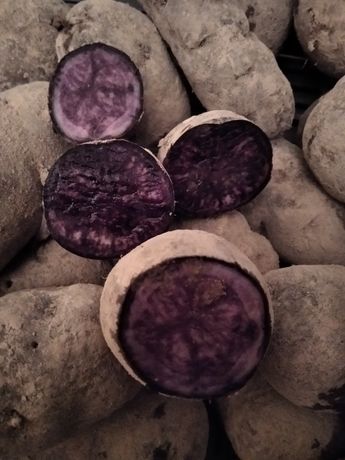 Sprzedam fioletowe ziemniaki