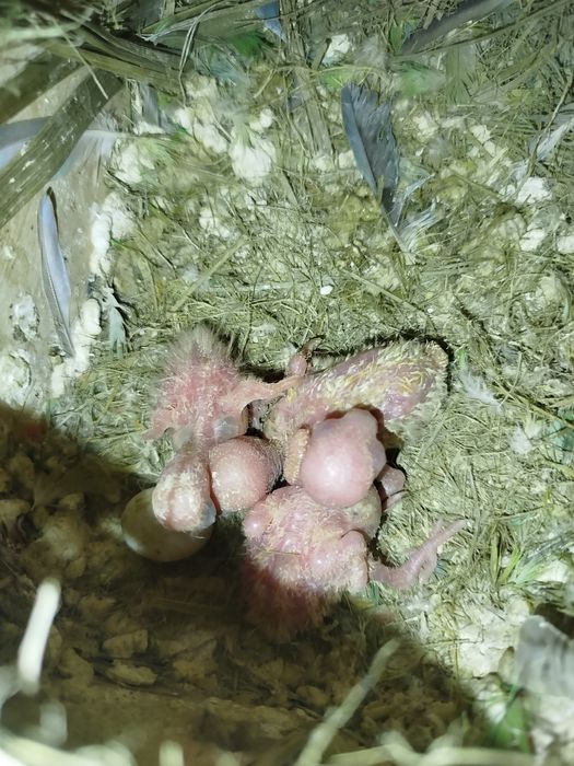 Roseicollis para criar á mão