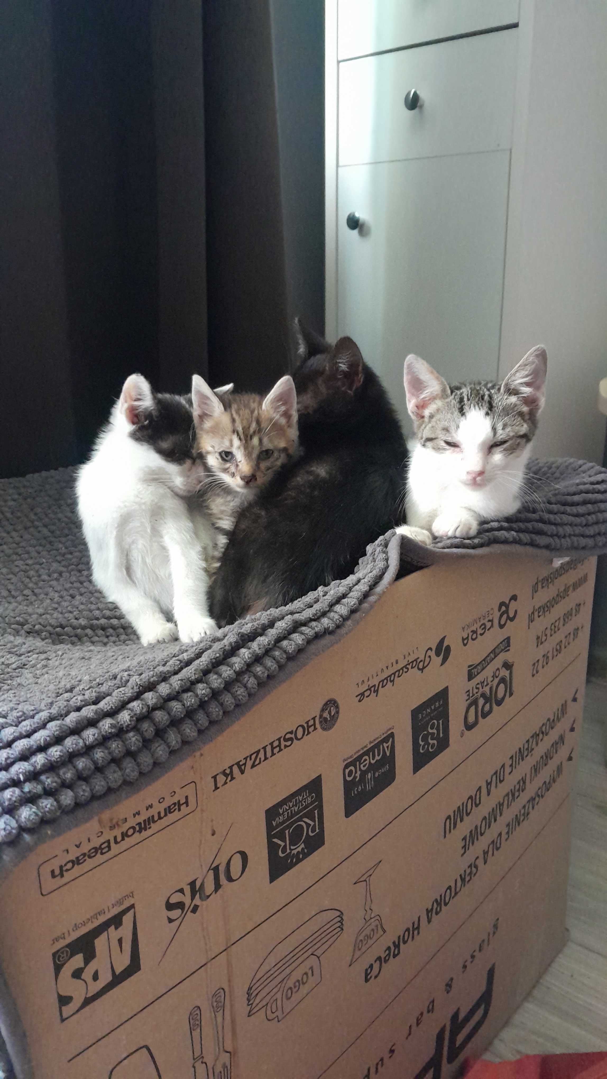 Cudne kocięta do adopcji