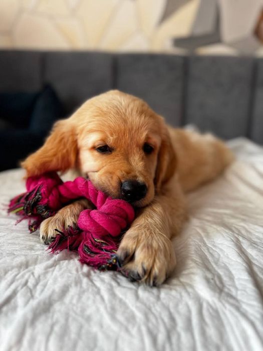 ЗолЗолотистый ретривер. ГОЛДЕН РЕТРИВЕР