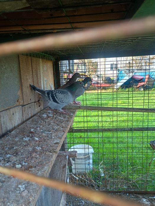 Gołębie Wiedeńskie Boki Winerki Berlinki