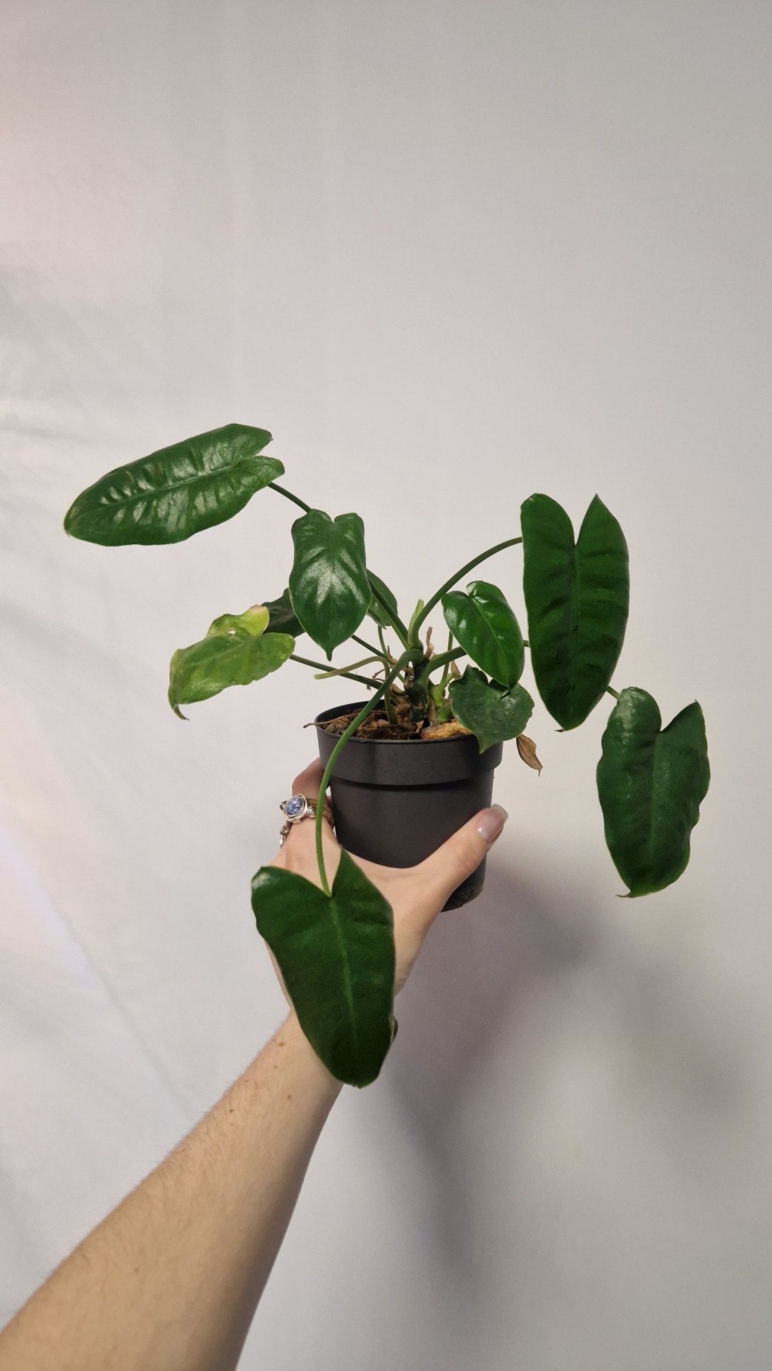 Philodendron Paraiso verde, Philodendron Pedatum i inne