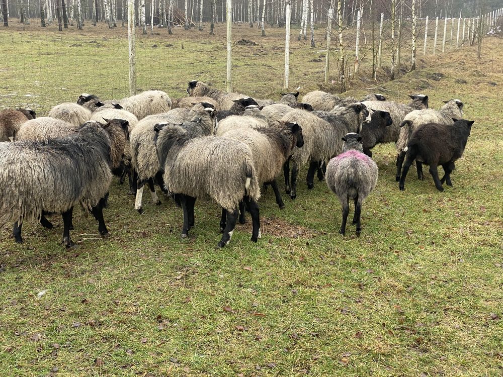 Продам Баранчиков Романівськой породи